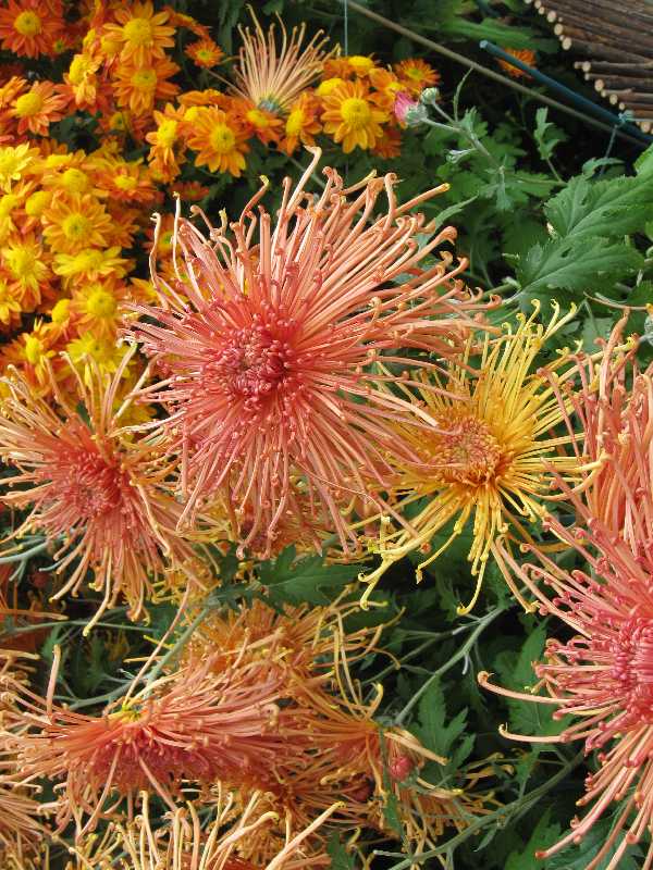 nybg-spider-mums