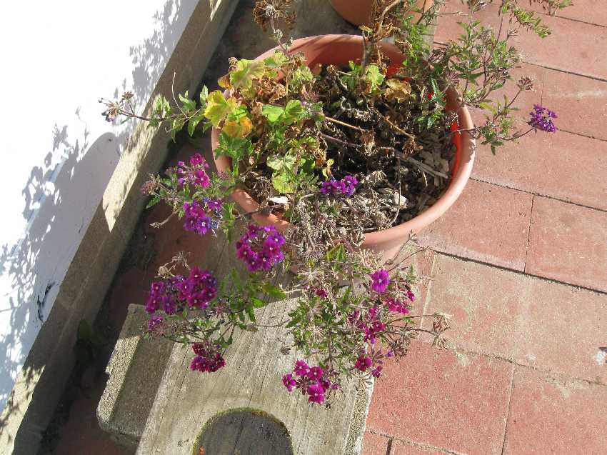 verbena-11-12