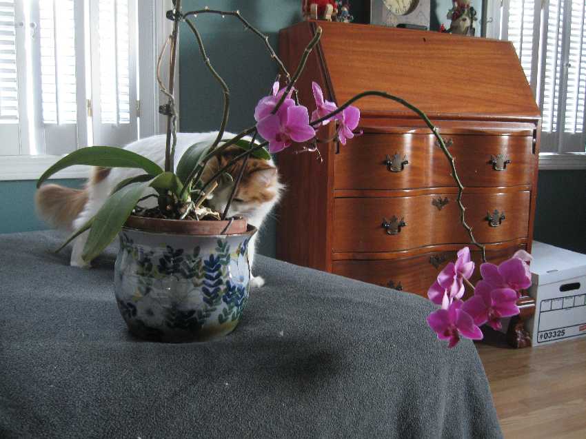 12-15-09-orchid