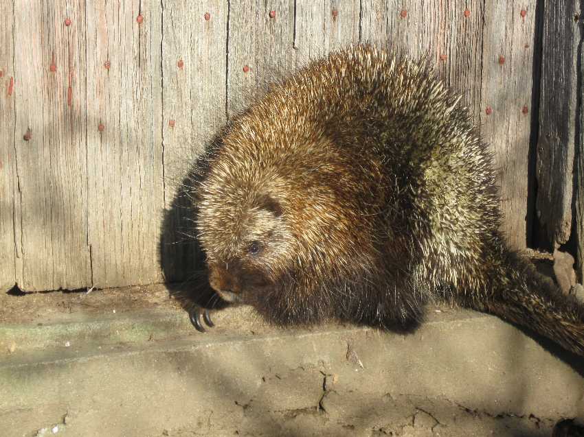 porcupine-12-4
