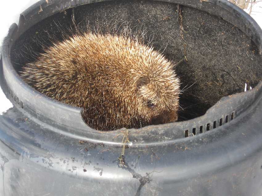 porcupine-12-61