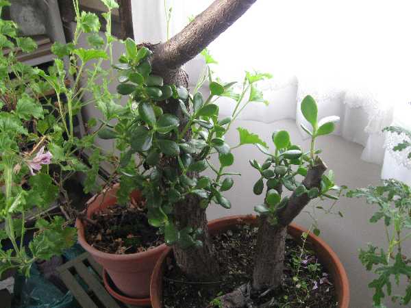 1-10 jade tree