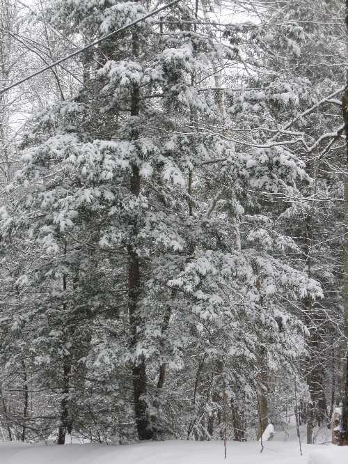 snowy rowe rd 1