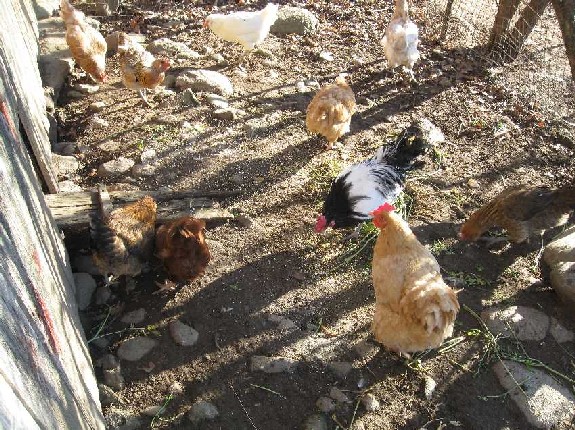 chickens 11-16