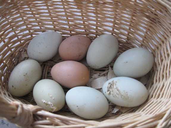 eggs