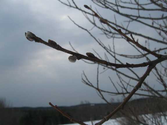 pussywillow 3-11
