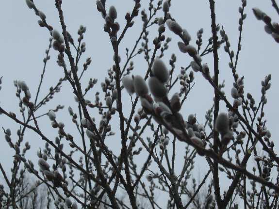pussywillow PL