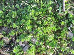 Bedstraw Galium