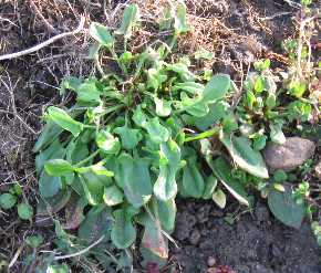 Red sorrel sour grass 4-6