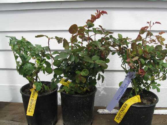 chamblee roses