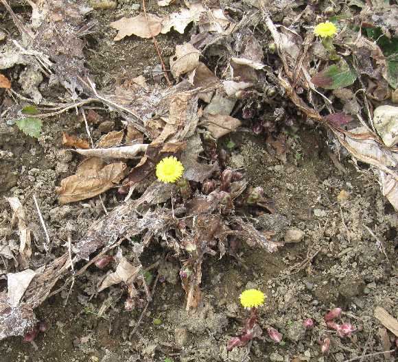 coltsfoot 4-5
