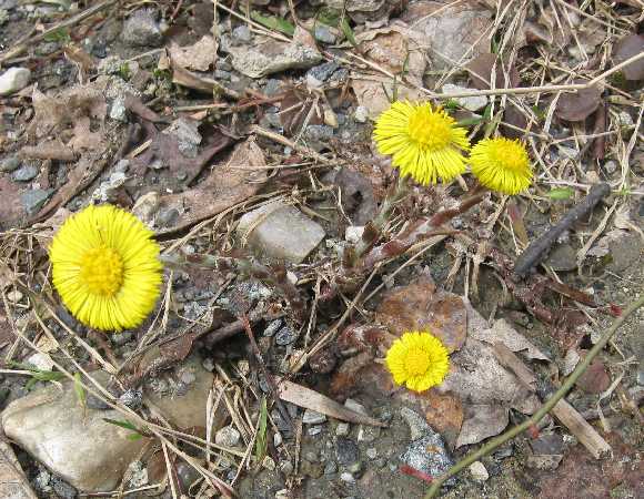 coltsfoot road