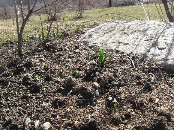daff shoots