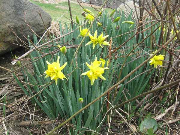 daffs van sion
