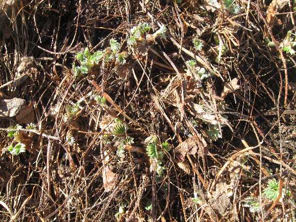 lady's mantle 2