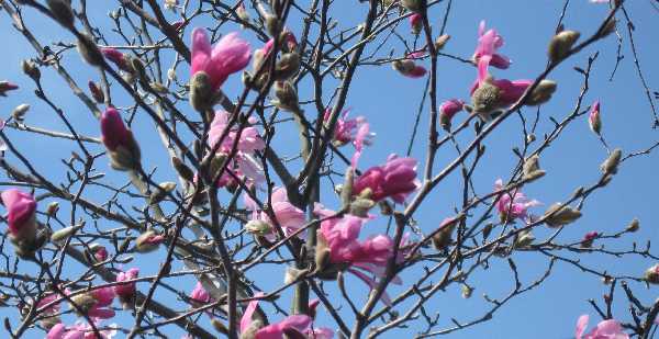 are in bloom. The magnolia magnolia tree in bloom. are in bloom. The magnolia
