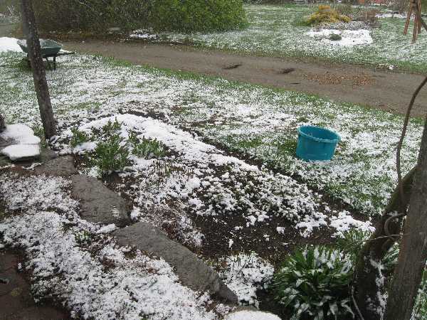 snow on herbs 4-28