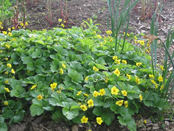 5-15 barren strawberry