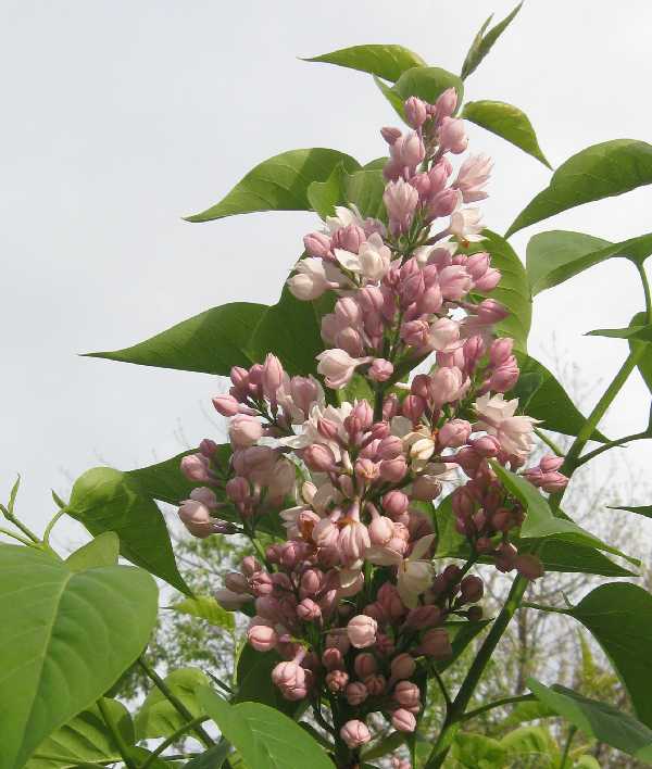 5-15 lilac Beauty of M