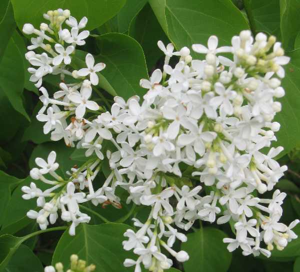 5-15 lilac old white