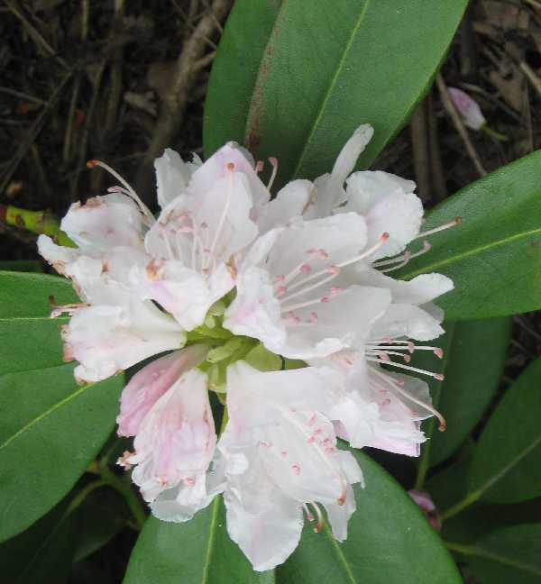 5-15 rhodie Boule de Neige