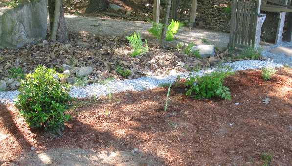 5-16 Betsy gdn after