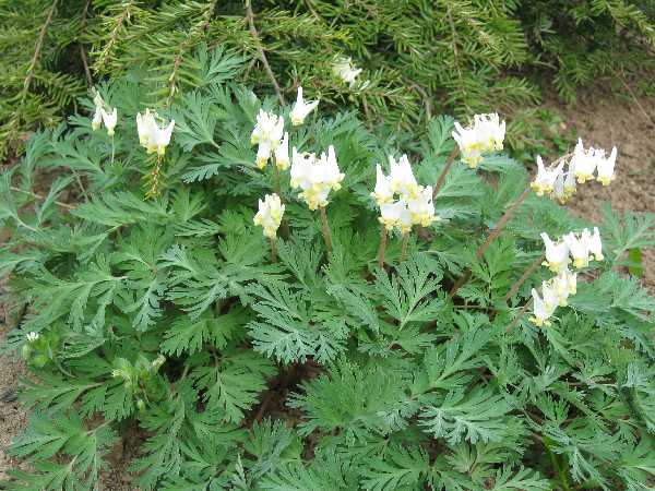 bleeding heart 5-1