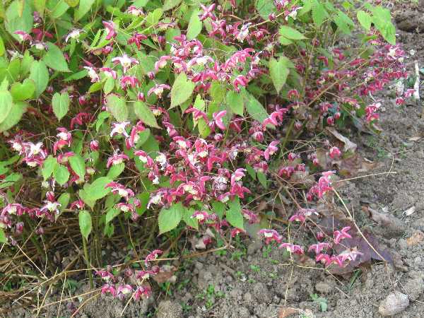 epimedium rubrum 5-1