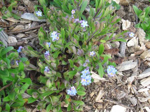 forget me nots 5-1