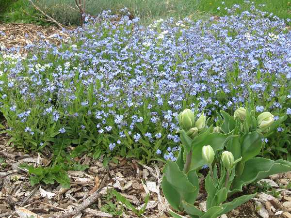 forget me nots 5-9
