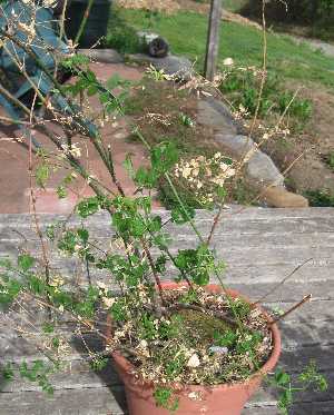 jasmine 5-1