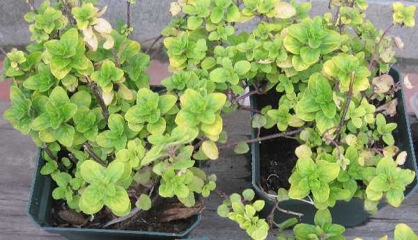 marjoram golden