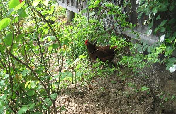 shed bed chicken