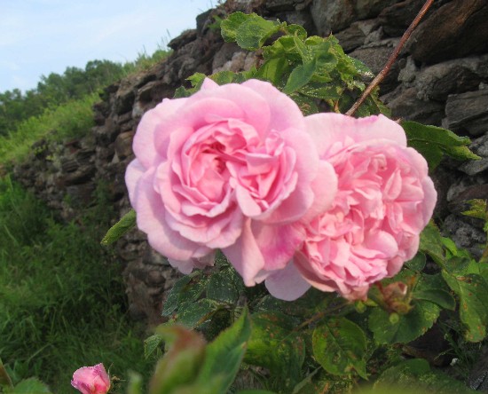 6-26 Fantin Latour