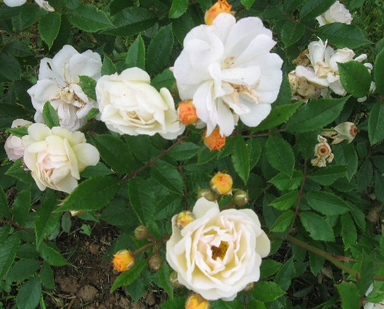 6-26 Ghislaine de Feligonde