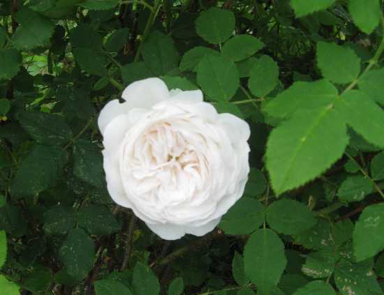 6-26 Madame Plantier