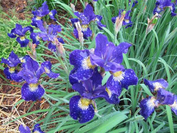 iris blue KP