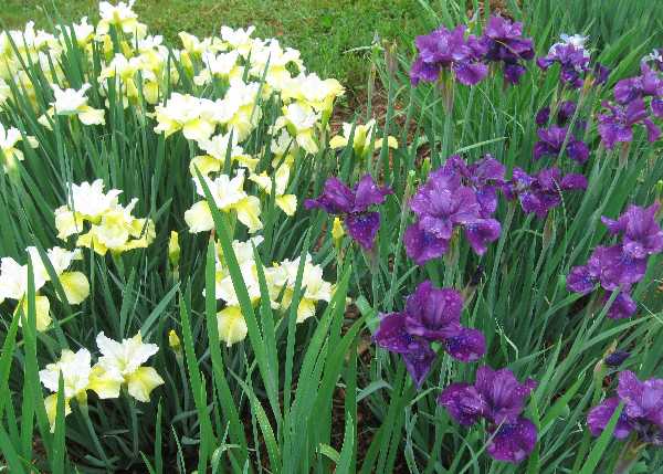 iris purple & yellow KP