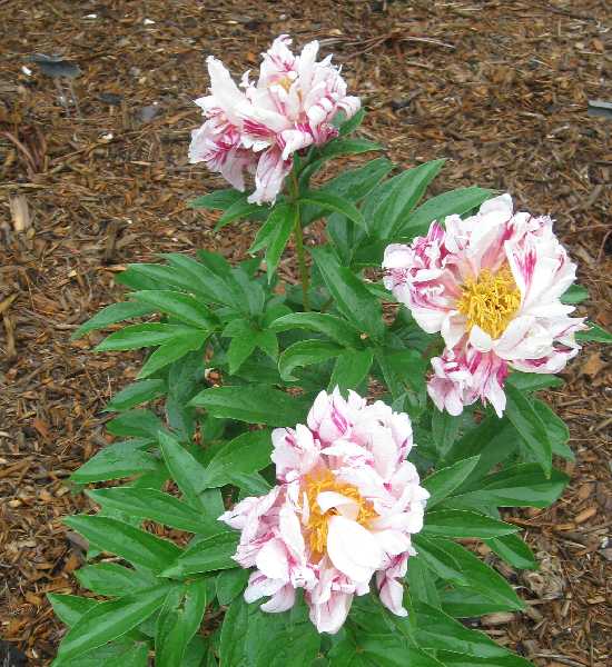 peony summer carnival KP