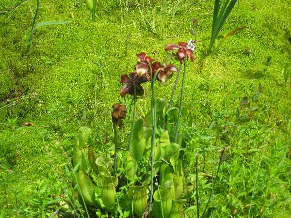 pitcher plants rowe