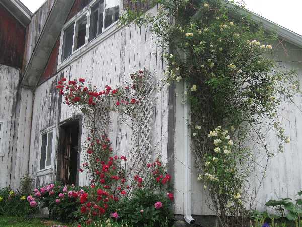 rose covered barn KP