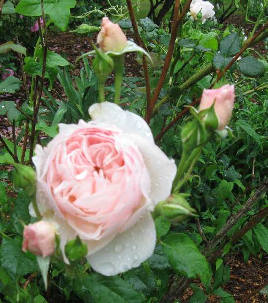 rose heritage KP