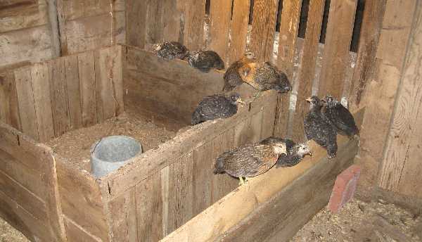 chicks 1
