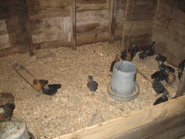 chicks 2