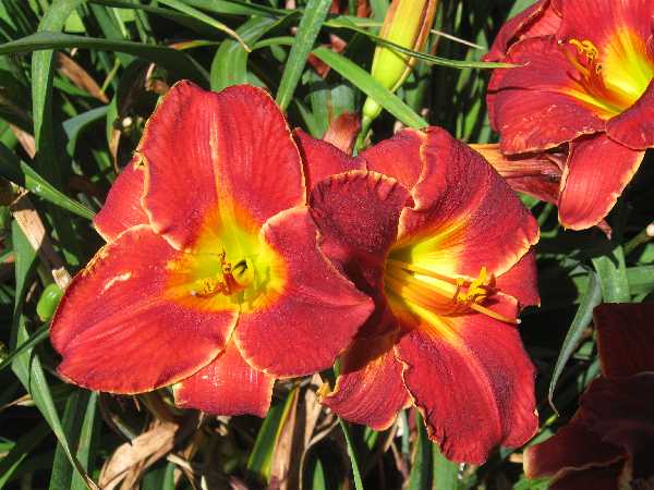 dayliliy red BGW 7-10