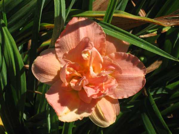 daylily apricot BGW