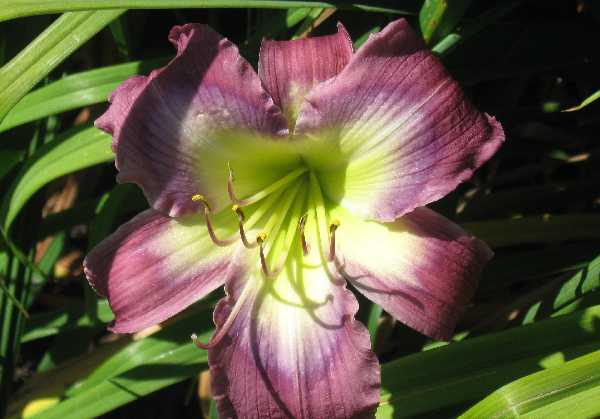 daylily purple-gold BGW