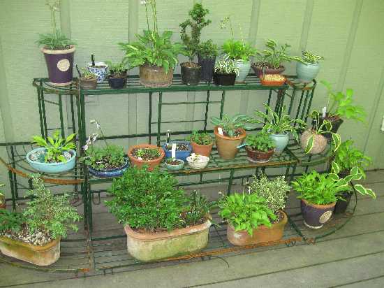 hosta collection 7-10