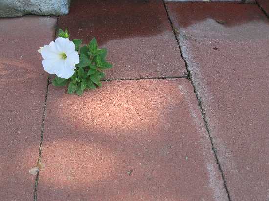 petunia in paving