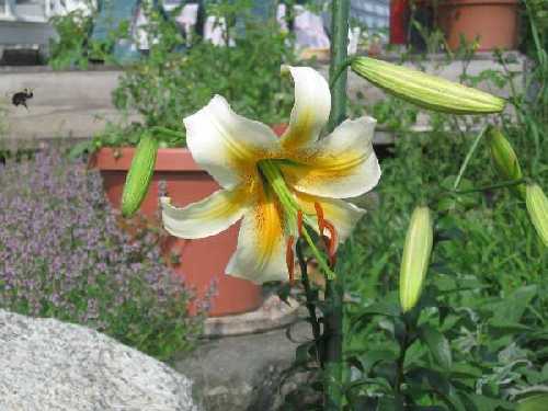 white henryi lily 7-19